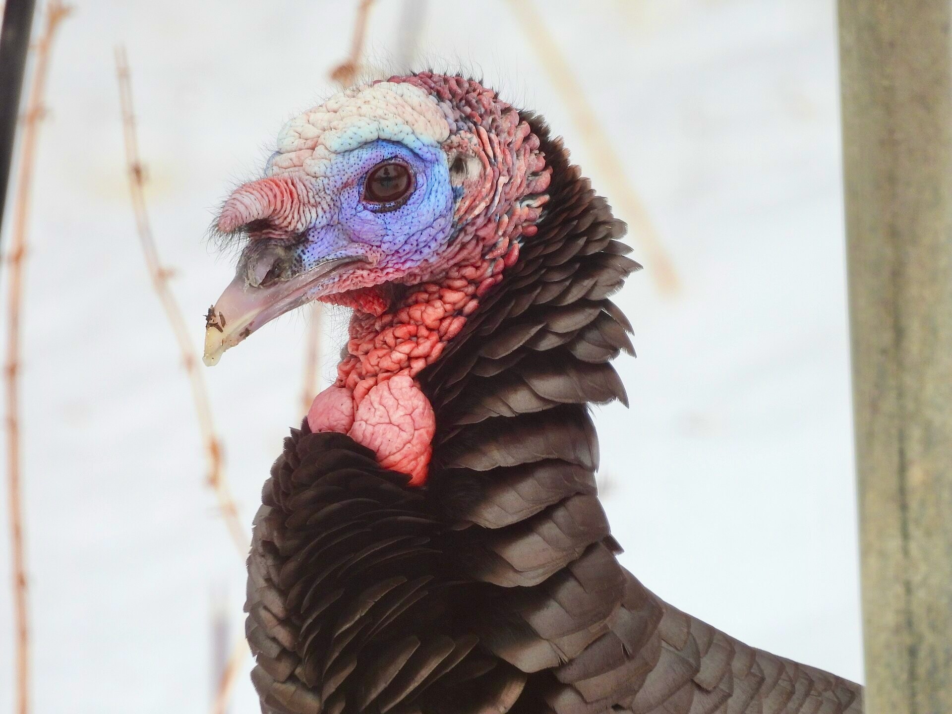 Wild Turkey by Kimberly Emerson /USFWS, Midwest Tegion is available through Public Domain.